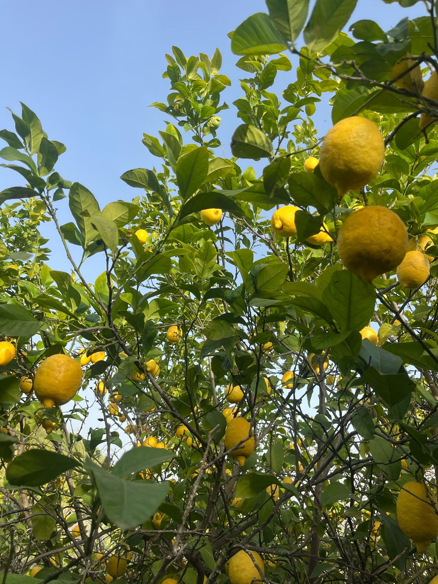 Marmellata con limoni di Sicilia - 280g